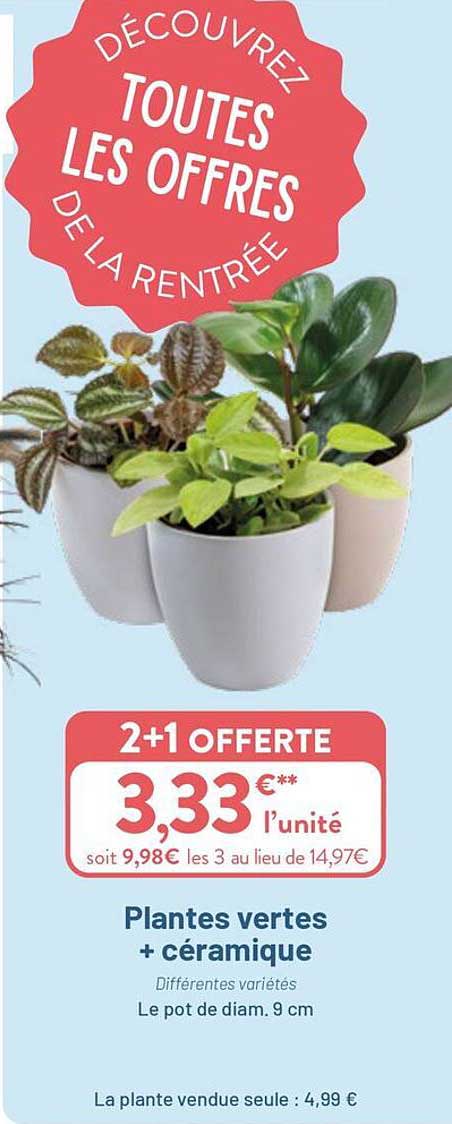 Plantes vertes + céramique
