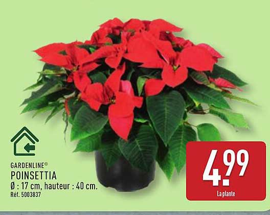 POINSETTIA