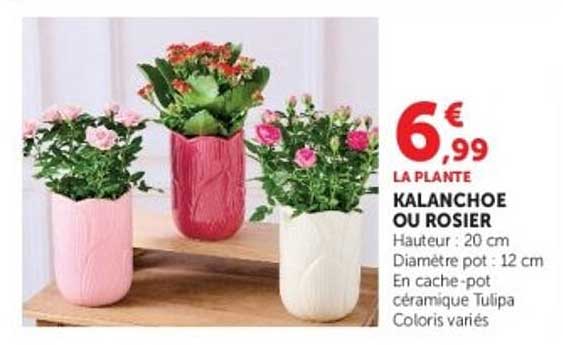 6€99 LA PLANTE KALANCHOE OU ROSIER