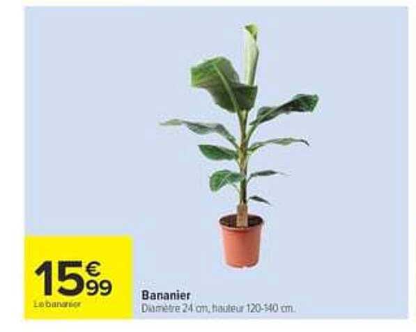 Bananier