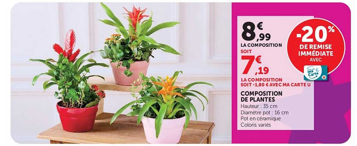 COMPOSITION DE PLANTES