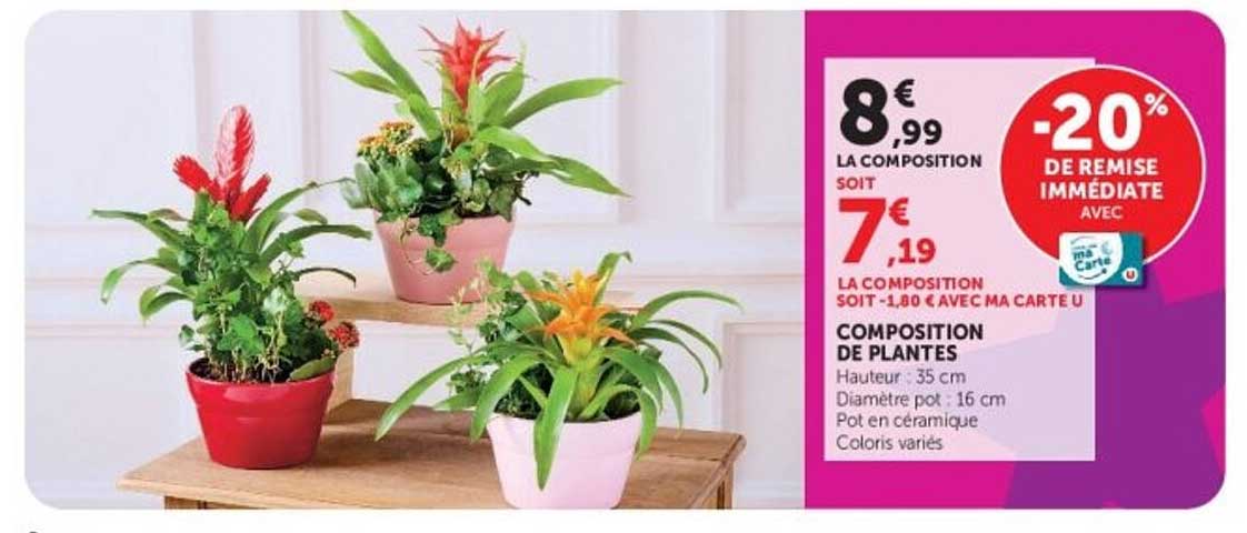 COMPOSITION DE PLANTES