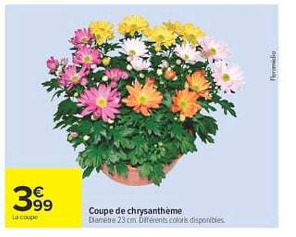 Coupe de chrysanthème
