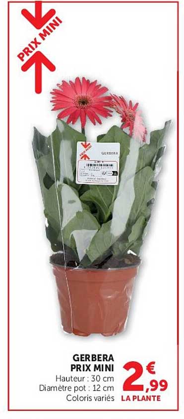 GERBERA PRIX MINI