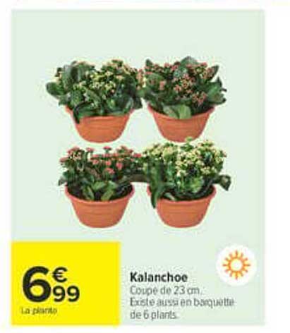 Kalanchoe