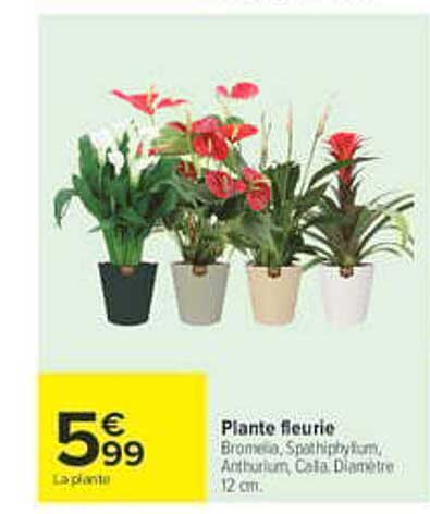 Plante fleurie