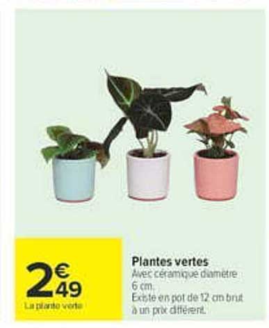 Plantes vertes