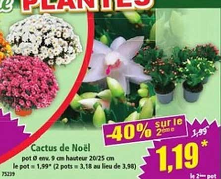 Cactus de Noël