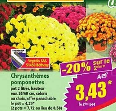 Chrysanthèmes pomponettes