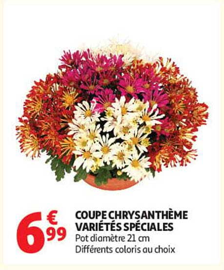 COUPE CHRYSANTHÈME VARIÉTÉS SPÉCIALES