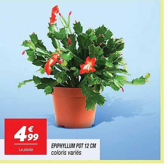 EPIPHYLLUM POT 12 CM coloris variés