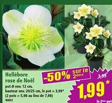 Hellebore rose de Noël