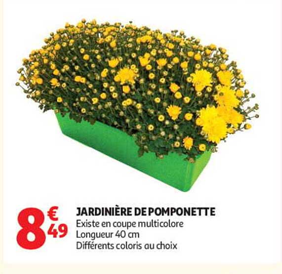 JARDINIÈRE DE POMPONETTE