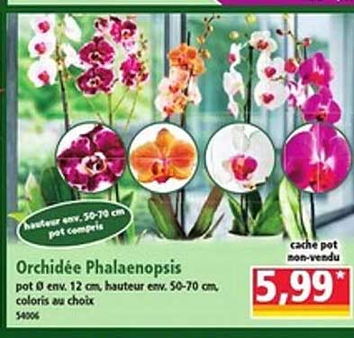 Orchidée Phalaenopsis