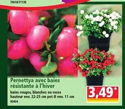 Pernettya avec baies résistante à l'hiver