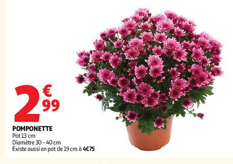 POMPONETTE