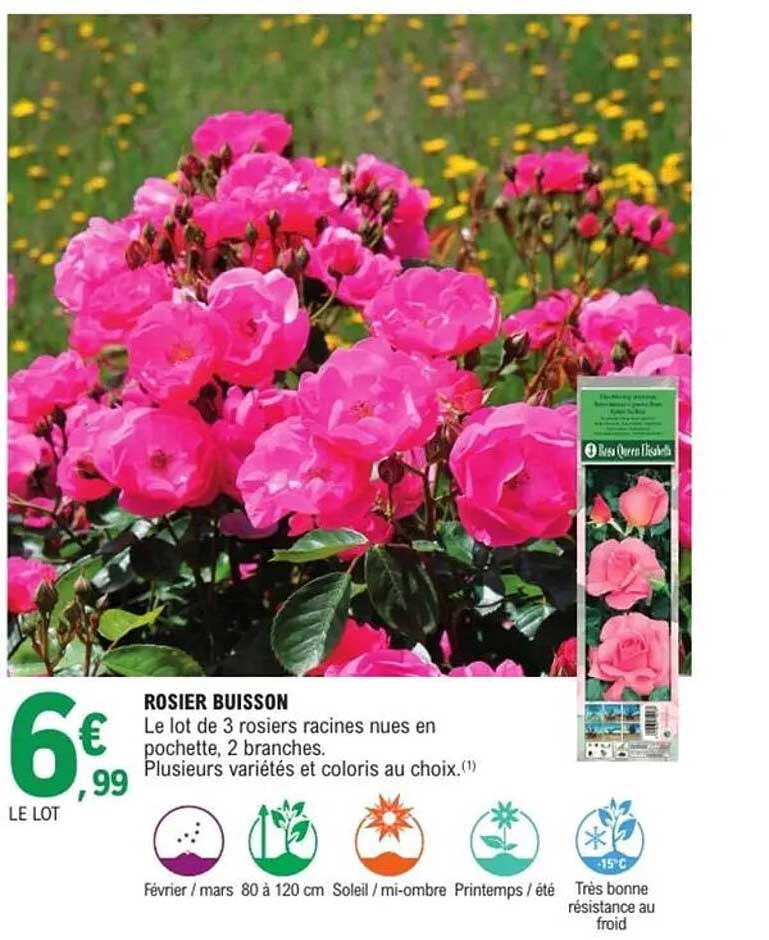 Sitemapcdatahttpsfoowindecoocomrosier Buisson Persistantnull