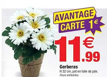 Gerberas