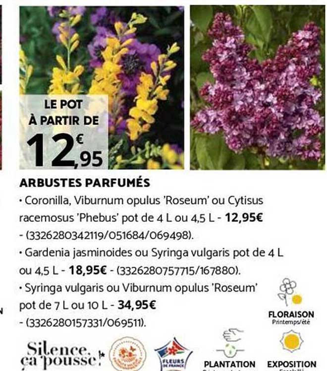 Coronilla, Viburnum opulus 'Roseum' ou Cytisus racemosus 'Phebus' pot de 4 L ou 4,5 L