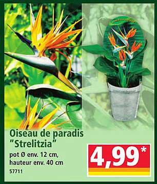Oiseau de paradis "Strelitzia"