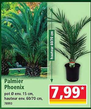 Sitemapcdatahttpsapsmixel Thicoipeinfoprix Palmier Phoenix 1m50