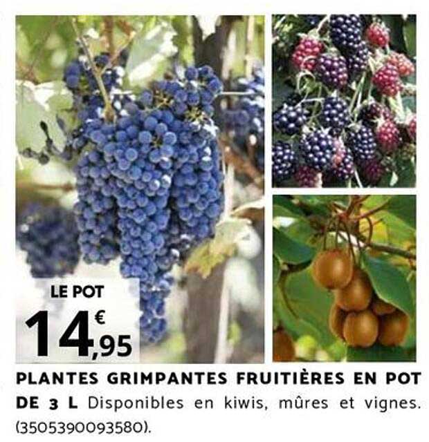 PLANTES GRIMPANTES FRUITIÈRES EN POT DE 3 L