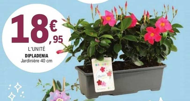 Dipladenia Jardinière 40 cm