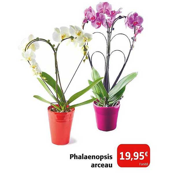 Phalaenopsis arceau