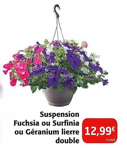 Suspension Fuchsia ou Surfinia ou Géranium lierre double