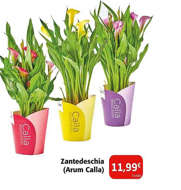 Zantedeschia (Arum Calla)