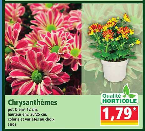 Chrysanthèmes