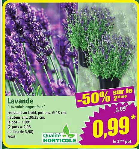 Lavande