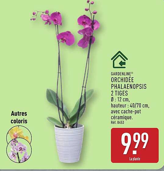 GARDENLINE® ORCHIDÉE PHALAENOPSIS 2 TIGES