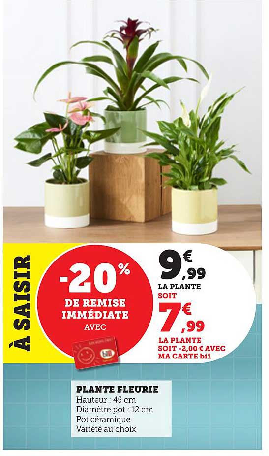 Plante Fleurie
