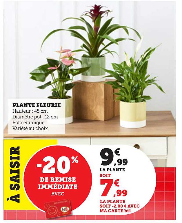 PLANTE FLEURIE