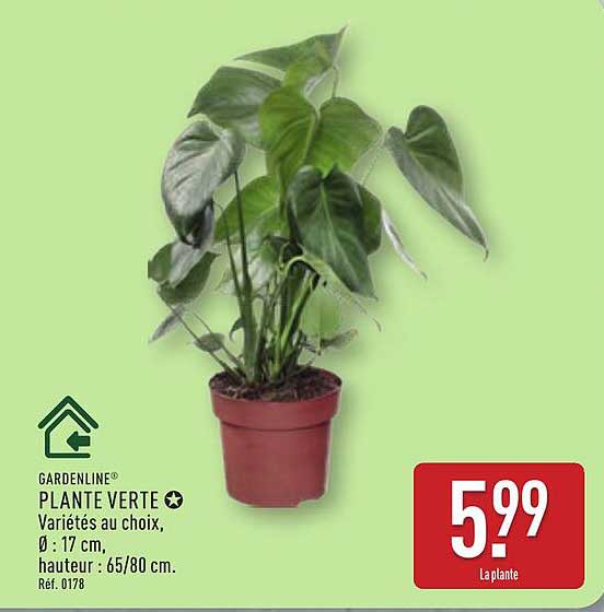 PLANTE VERTE