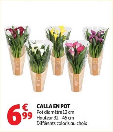 CALLA EN POT