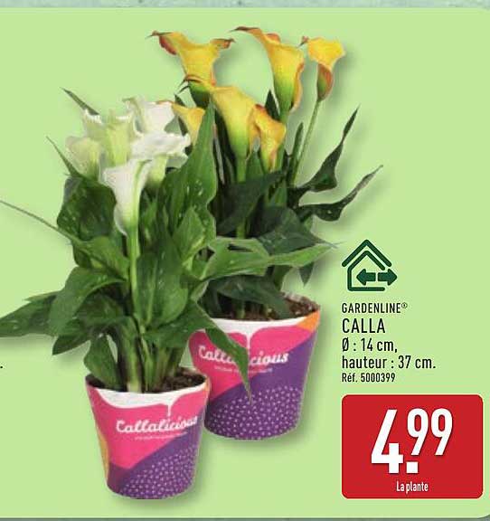 GARDENLINE® CALLA Ø : 14 cm, hauteur : 37 cm. Réf. 5000399