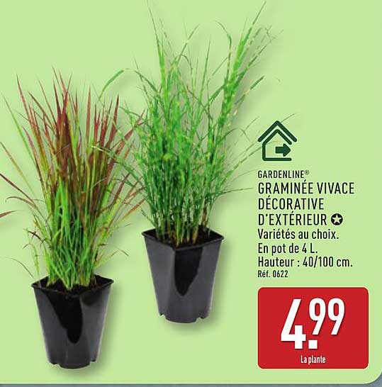 GARDENLINE® GRAMINÉE VIVACE DÉCORATIVE D'EXTÉRIEUR