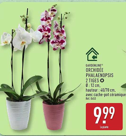 GARDENLINE® ORCHIDÉE PHALAENOPSIS 2 TIGES