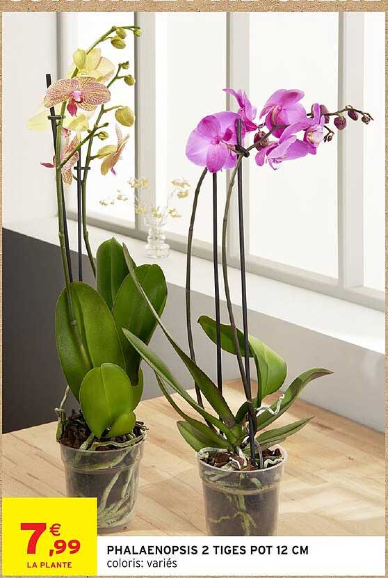 PHALAENOPSIS 2 TIGES POT 12 CM