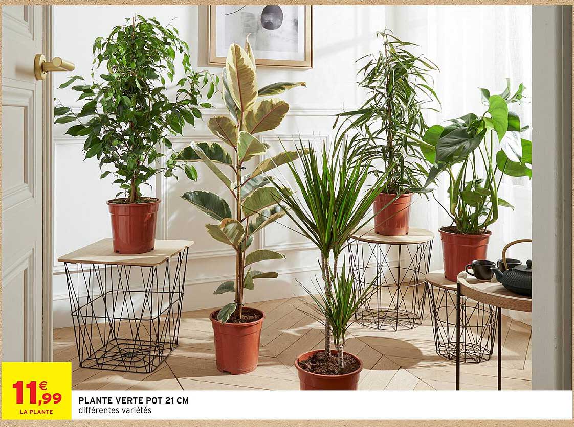 PLANTE VERTE POT 21 CM