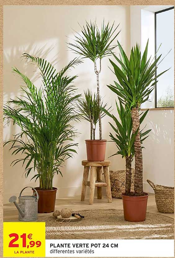 PLANTE VERTE POT 24 CM