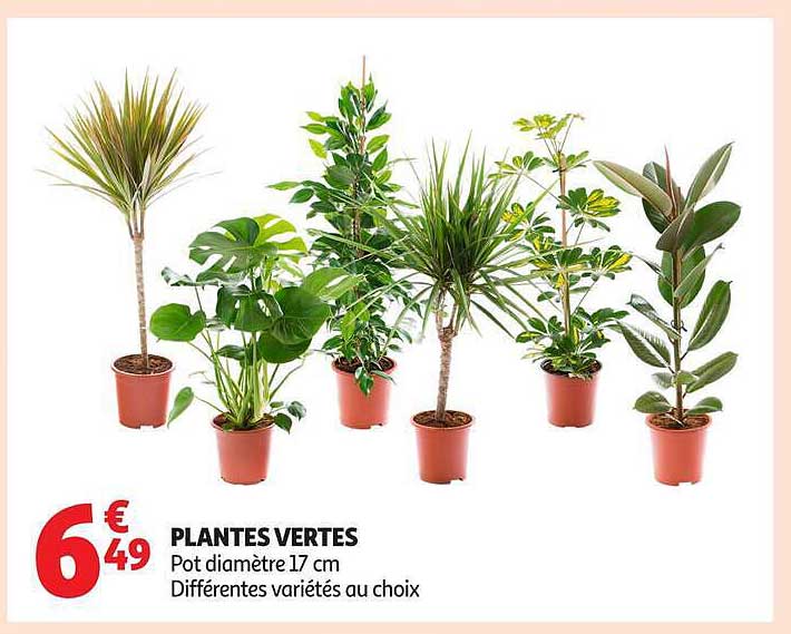 PLANTES VERTES