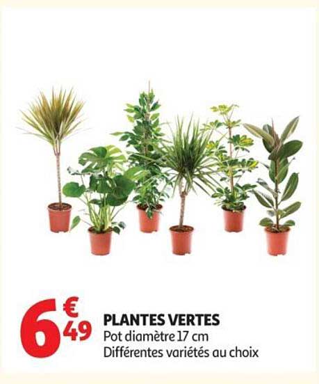 PLANTES VERTES