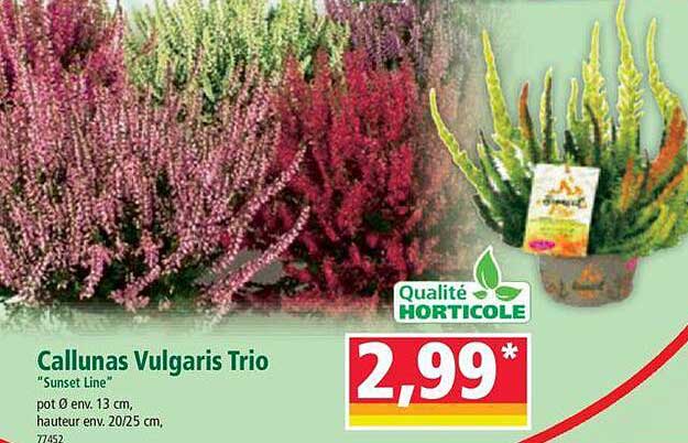 Callunas Vulgaris Trio