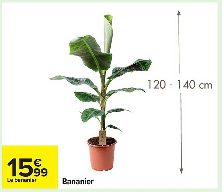 Bananier
