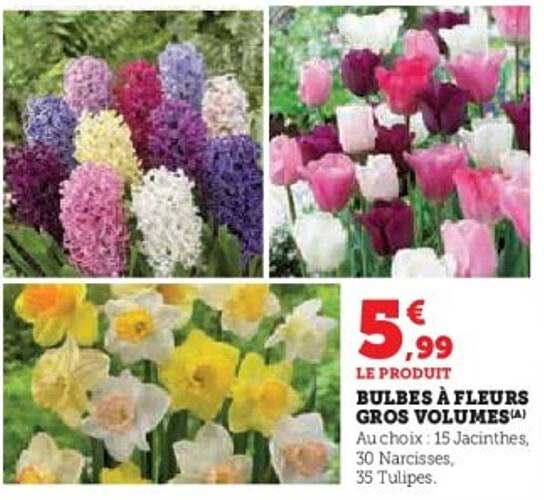 BULBES À FLEURS GROS VOLUMES
