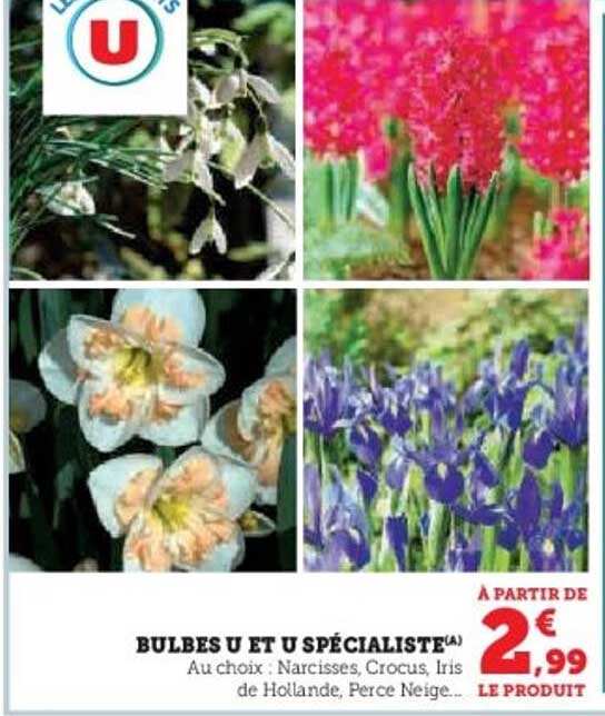 BULBES U ET U SPÉCIALISTE(A)