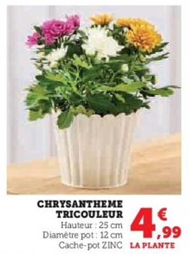 CHRYSANTHEME TRICOLOUREUR